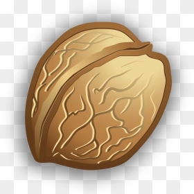 Illustration, HD Png Download - walnut png