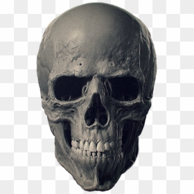 Animal Skulls Bone Human Skeleton - Human Head Skull Free, HD Png Download - skull.png