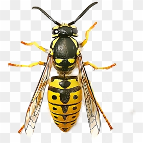 Yellow Jacket Png - Wasp Seen From Above, Transparent Png - hornet png