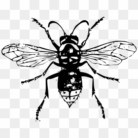 Bald Faced Hornet Clip Arts - Wasps Clipart Black And White, HD Png Download - hornet png