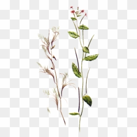 Epilobium Parviflorum, HD Png Download - herb png