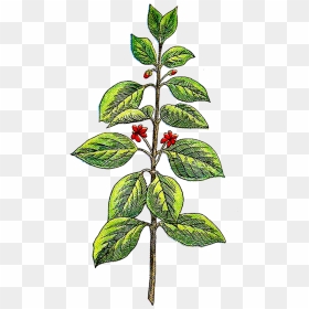 Antique Images May This, HD Png Download - herb png