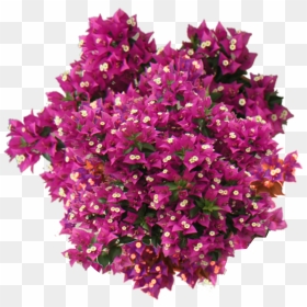 Thumb Image - Shrub Flowers Top View Png, Transparent Png - bougainvillea png