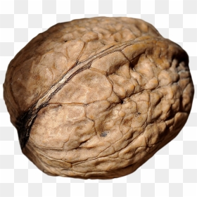 Walnut - Portable Network Graphics, HD Png Download - walnut png