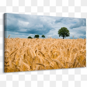 Wheat Field , Png Download - Agriculture, Transparent Png - wheat icon png