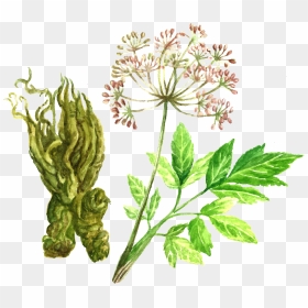 Angelica Root - Angelica Root Png, Transparent Png - herb png