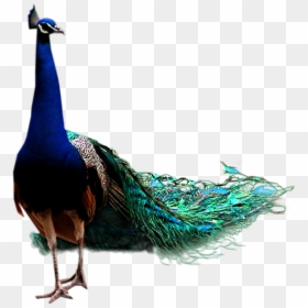 Peacock Png, Transparent Png - bird icon png