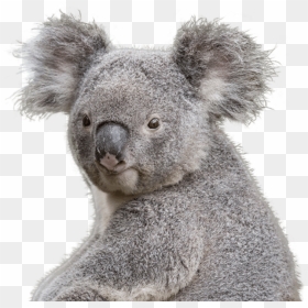 Koala Bear Png, Transparent Png - featured png