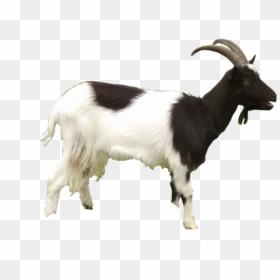 Sheep And Goat Png, Transparent Png - baby goat png