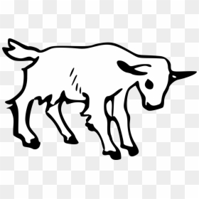 Boer Goat Pygmy Goat Anglo Nubian Goat Drawing Graphic - G For Goat Worksheet, HD Png Download - baby goat png