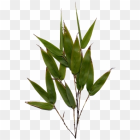 Phyllostachys Nigra Leaf, HD Png Download - laurel leaf png