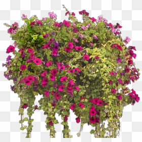 Transparent Bougainvillea Png, Png Download - bougainvillea png