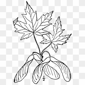 Acer Saccharinum Drawing - Drawing Of Sugar Maple, HD Png Download - japanese maple png