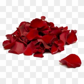 Falling Rose Petals Transparent Background - Transparent Background Rose Petal Png, Png Download - falling petals png