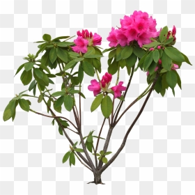 Transparent Bougainvillea Png - Rhododendron Png, Png Download - bougainvillea png
