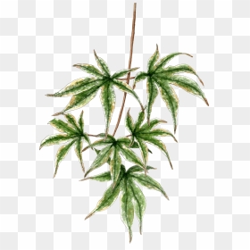 Japanese Maple Branch, HD Png Download - japanese maple png