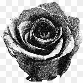 Designs Rose Black White And Opacity Png Designs Rose - Grey Rose Png, Transparent Png - black and white rose png