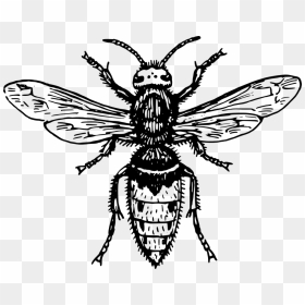 Japanese Giant Hornet Drawing, HD Png Download - hornet png