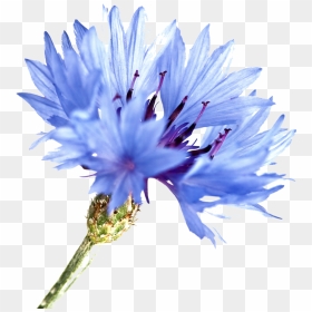 Cornflower Png Watercolor, Transparent Png - herb png