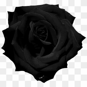Black Rose Png , Png Download - Rose Photography Black And White, Transparent Png - black and white rose png