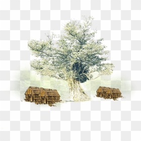 Delhua Old Pic - Mexican Pinyon, HD Png Download - old tree png