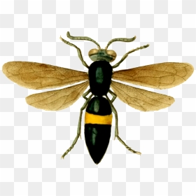 Butterfly Bee Insects, HD Png Download - hornet png