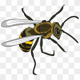 Hornet Clipart - Net-winged Insects, HD Png Download - hornet png