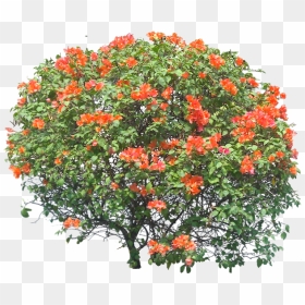 Bougainvillea Orange Png, Transparent Png - bougainvillea png