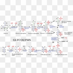 File - - Glycolysis And Delta G, HD Png Download - psy png