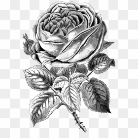 Free Vintage Clip Art - Vintage Rose Clipart Free, HD Png Download - black and white rose png