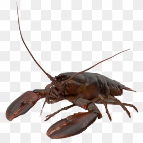 Crawfish Png Free Image Download - American Lobster, Transparent Png - crawfish png