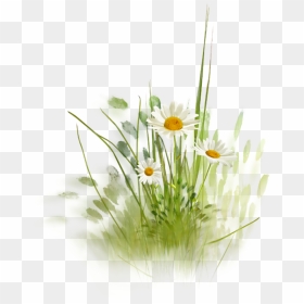 Фотки Daisy Daisy, Daisy Love, Daisy Hill, Drawing - Grass And Flowers Watercolor, HD Png Download - grass hill png