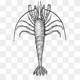 Zooplankton Clipart, HD Png Download - crawfish png