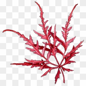 Illustration By Helen Krayenhoff - Portable Network Graphics, HD Png Download - japanese maple png