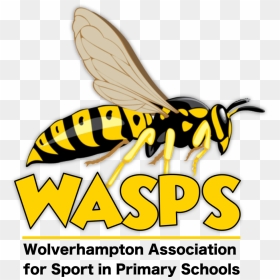 Wasps Logo, HD Png Download - hornet png