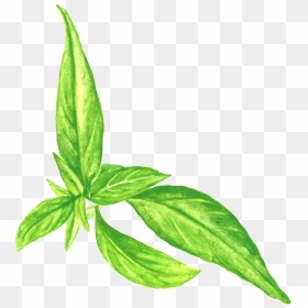Andrographis Png, Transparent Png - herb png