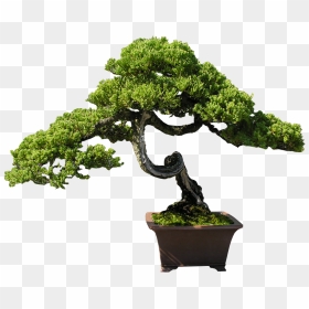Bonsai Clipart Old Tree - Bonsai Tree Transparent Background, HD Png Download - old tree png