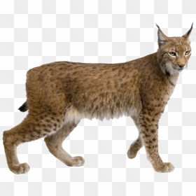 Lynx Png Picture - Lynx Png, Transparent Png - lynx png