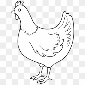 Transparent Chicken Clipart Png - Chicken Drawing, Png Download - chicken clipart png