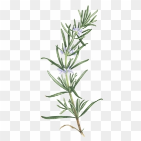 Rosemary Tattoo, HD Png Download - herb png