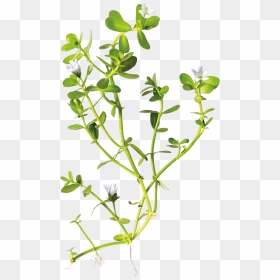 Bacopa Monnieri Transparent, HD Png Download - herb png