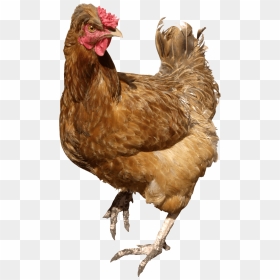 Transparent Chicken Clipart - Transparent Background Chickens Png, Png Download - chicken clipart png