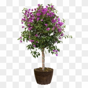 Bougainvillea, HD Png Download - bougainvillea png