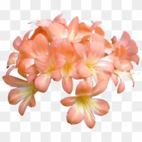 Thumb Image - Peach Flowers Png, Transparent Png - orange flowers png