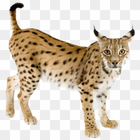 Lynx Png - Iberian Lynx Transparent Background, Png Download - lynx png