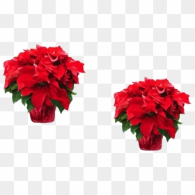 Fresh Poinsettias Png Transparent - Poinsettia, Png Download - bougainvillea png