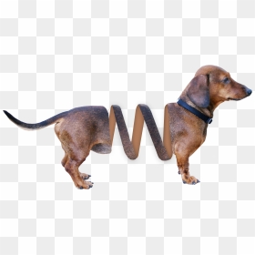 Transparent Dachshund Png - Dachshund Slinky Dog Costume, Png Download - dachshund png