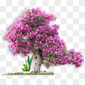 Information Form Just Fill Out The Request Form Before - Bougainvillea, HD Png Download - bougainvillea png