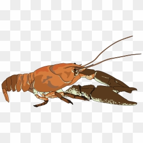 Ecrevisse A Pattes Blanches - Crayfish Clip Art, HD Png Download - crawfish png