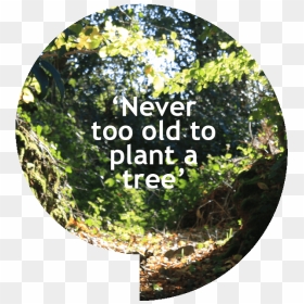 Never Too Old To Plant A Tree - Label, HD Png Download - old tree png
